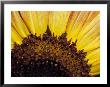 Close-Up Detail Of A Sunflower Head Showing The Seeds And Petals, North Carlton, Australia by Jason Edwards Limited Edition Pricing Art Print