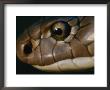Extreme Close-Up Of The Head Of A King Cobra by Mattias Klum Limited Edition Print