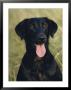 Portrait Of A Black Labrador Dog by James L. Stanfield Limited Edition Print