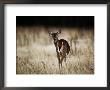 White-Tailed Deer Vocalizing In Meadow Area by Raymond Gehman Limited Edition Print