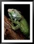 Green Iguana, Also Known As The Common Iguana by George Grall Limited Edition Print