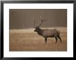 Elk Or Wapiti Bull At Sunset, Yellowstone National Park, Wyoming by Raymond Gehman Limited Edition Print