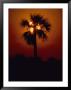 Silhouette Of A Palm Tree Shot Against A Setting Sun by Kenneth Garrett Limited Edition Print
