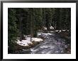 A River In Oregon by Paul Nicklen Limited Edition Pricing Art Print