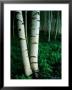 White Birch Trees Crowd The Base Of Mount Washington by Phil Schermeister Limited Edition Print
