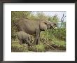 An African Elephant And Her Calf Drink Water by Norbert Rosing Limited Edition Print