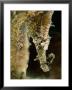 Male Sea Horse With Young Sitting On Its Snout After Birth by George Grall Limited Edition Pricing Art Print