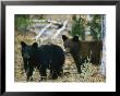 Juvenile American Black Bears by Michael S. Quinton Limited Edition Pricing Art Print