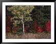 Flaming Shrubs And A Slender Quaking Aspen Glow Against A Canvas Of Lodgepole Pine And Spruce by Raymond Gehman Limited Edition Print