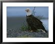 A Close View Of An American Bald Eagle In Profile by Roy Toft Limited Edition Pricing Art Print