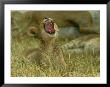 A Small Lion Cub Raises Its Head Into The Air And Yawns by Beverly Joubert Limited Edition Print