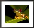 Nocturnal Red-Eyed Tree Frog (Agalychnis Callidryas) Sitting On Leaf by Roy Toft Limited Edition Print