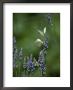 Butterflies On A Lavender Flower by Taylor S. Kennedy Limited Edition Print