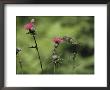 A Female Ruby-Throated Hummingbird Sips Nectar From A Thistle by Annie Griffiths Belt Limited Edition Pricing Art Print