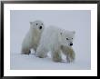 Two Juvenile Polar Bears Walking Across The Snow by Norbert Rosing Limited Edition Print