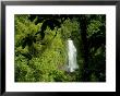 Trafalgar Falls Seen Through The Branches Of A Tree by Todd Gipstein Limited Edition Print