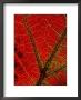 A Close View Of The Veins Of A Colorful Maple Leaf In Autumn by George F. Mobley Limited Edition Print
