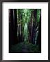 Linden Trees Line A Woodland Path by Sam Abell Limited Edition Print