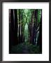 Linden Trees Line A Woodland Path by Sam Abell Limited Edition Pricing Art Print