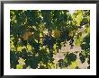 Clusters Of Grapes Hanging From Vines In A California Vineyard by Michael S. Lewis Limited Edition Print