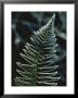 Close View Of Leaves Edged With Frost by Ted Spiegel Limited Edition Pricing Art Print