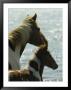 Wild Pony And Foal Looking Out At The Water by James L. Stanfield Limited Edition Print