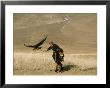 A Kazakh Falconer Hunts With His Golden Eagle by David Edwards Limited Edition Print