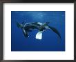 Two Remoras Hitch A Ride On The Head Of A Manta Ray, Manta Birostris by Brian J. Skerry Limited Edition Print