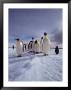 A Group Of Emperor Penguins, Aptenodytes Forsteri, Standing On Ice by Bill Curtsinger Limited Edition Print