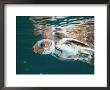 A Juvenile Endangered Loggerhead Turtle Swims At The Waters Surface by Brian J. Skerry Limited Edition Print