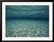Underwater View by Bill Curtsinger Limited Edition Print