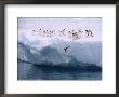 Adelie Penguins Line Up To Dive Into The Antarctic Waters by Ralph Lee Hopkins Limited Edition Print