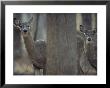 View Of A Pair Of Curious White-Tailed Deer (Odocoileus Virginianus) by Michael Fay Limited Edition Pricing Art Print