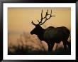 A Caribou Is Silhouetted Against A Cloudy Twilight Sky by Joel Sartore Limited Edition Print
