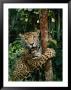 A Jaguar Sharpens It Claws On A Tree Trunk by Steve Winter Limited Edition Print