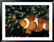 A Pair Of False Clown Anemonefish by Wolcott Henry Limited Edition Pricing Art Print