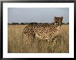 An African Cheetah Standing In A Field Of Tall Grass by Chris Johns Limited Edition Print