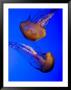 Closeup Of Two Captive Jellies In An Aquarium, Boston, Massachusetts by Tim Laman Limited Edition Print