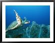 An Endangered Hawksbill Turtle, Eretmochelys Imbricata, Swims In A Blue Sea by Brian J. Skerry Limited Edition Print