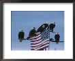 A Group Of Northern American Bald Eagles Sit On A Trees Sparse Perches by Norbert Rosing Limited Edition Print