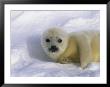 A Sleepy-Eyed Gray Seal Pup Stares Directly At The Camera by Norbert Rosing Limited Edition Print