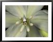 Yucca Moth On A Yucca Flower by Darlyne A. Murawski Limited Edition Pricing Art Print