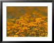 Namaqualand Daisies In Spring Annual Flower Display, Cape Town, South Africa by Steve & Ann Toon Limited Edition Print