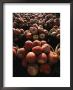 Rows Of Apples Glisten With Morning Dew At A Roadside Stand by Stephen St. John Limited Edition Print