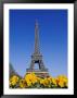 Eiffel Tower And Yellow Pansies by Nicole Duplaix Limited Edition Print