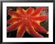 A Close View Of A Sunflower Starfish by Heather Perry Limited Edition Print