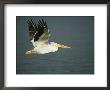 American White Pelican (Pelecanus Erythrorhynchos), Placida, Florida by Roy Toft Limited Edition Print