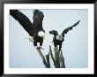 A Pair Of American Bald Eagles Perched In An Old Tree Snag by Klaus Nigge Limited Edition Print