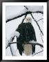 An American Bald Eagle Perched In A Snow-Covered Tree by Klaus Nigge Limited Edition Pricing Art Print