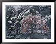 Magnolia Blossoms And Conifers Blanketed In Snow Endure A Cold Snap by Jonathan Blair Limited Edition Print
